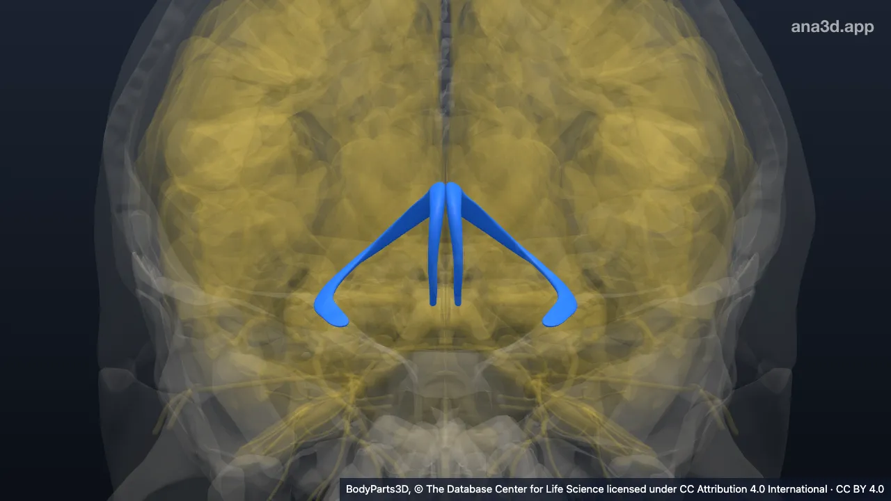 Modelo 3D: Fórnix do neuroeixo