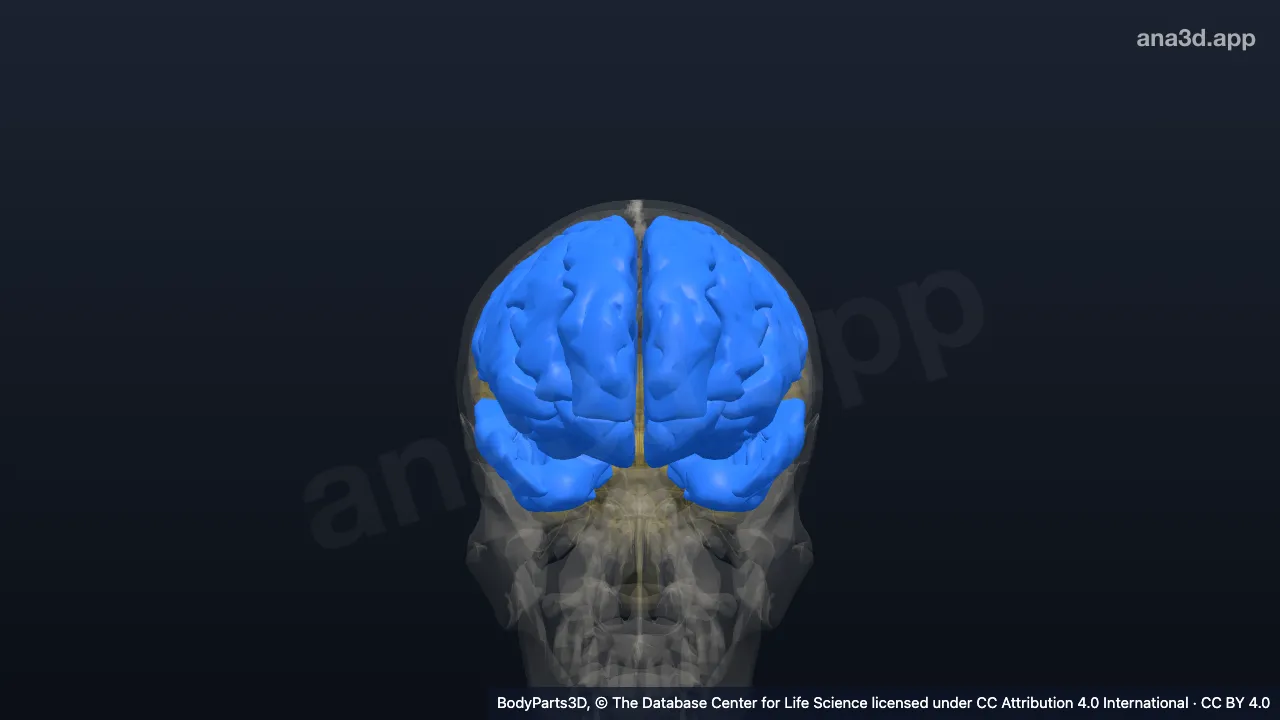 3D-Modell: Gyrus