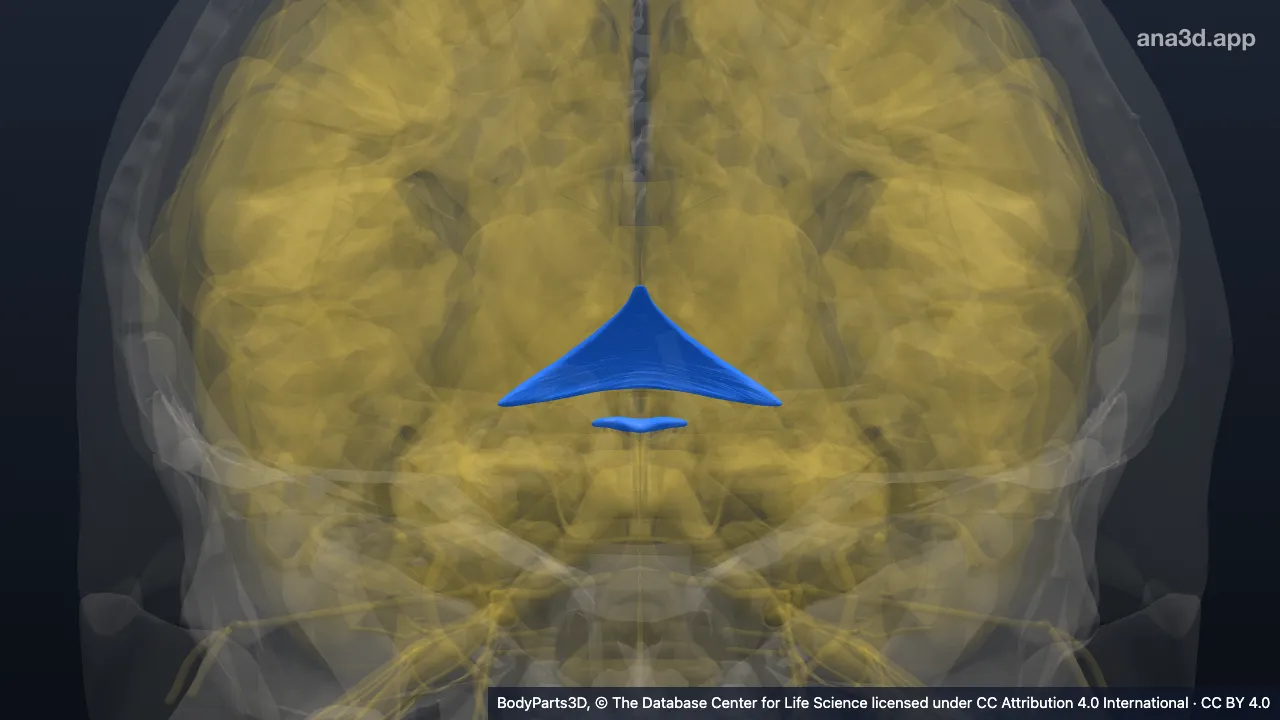 Modelo 3D: Comissura do neuroeixo