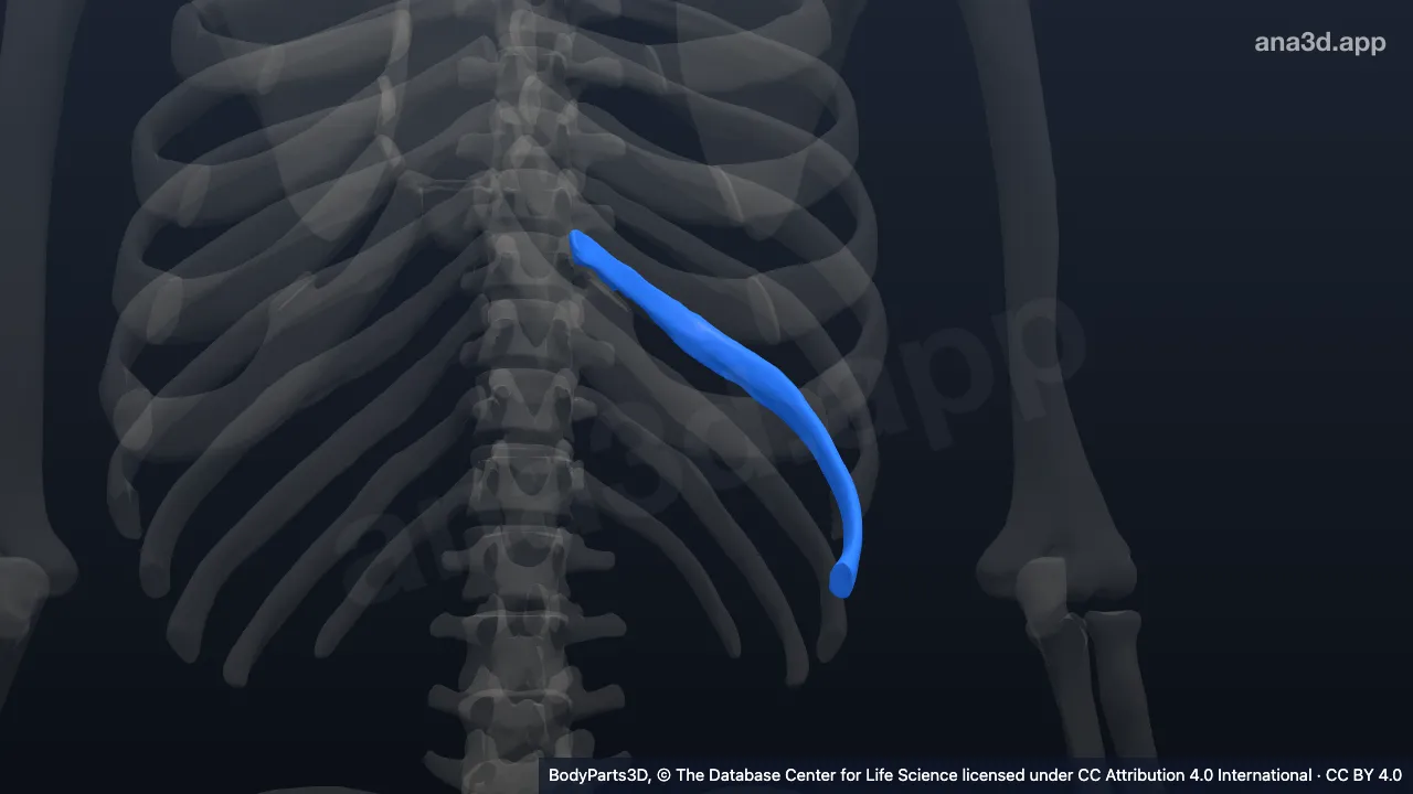 3D model: left ninth rib