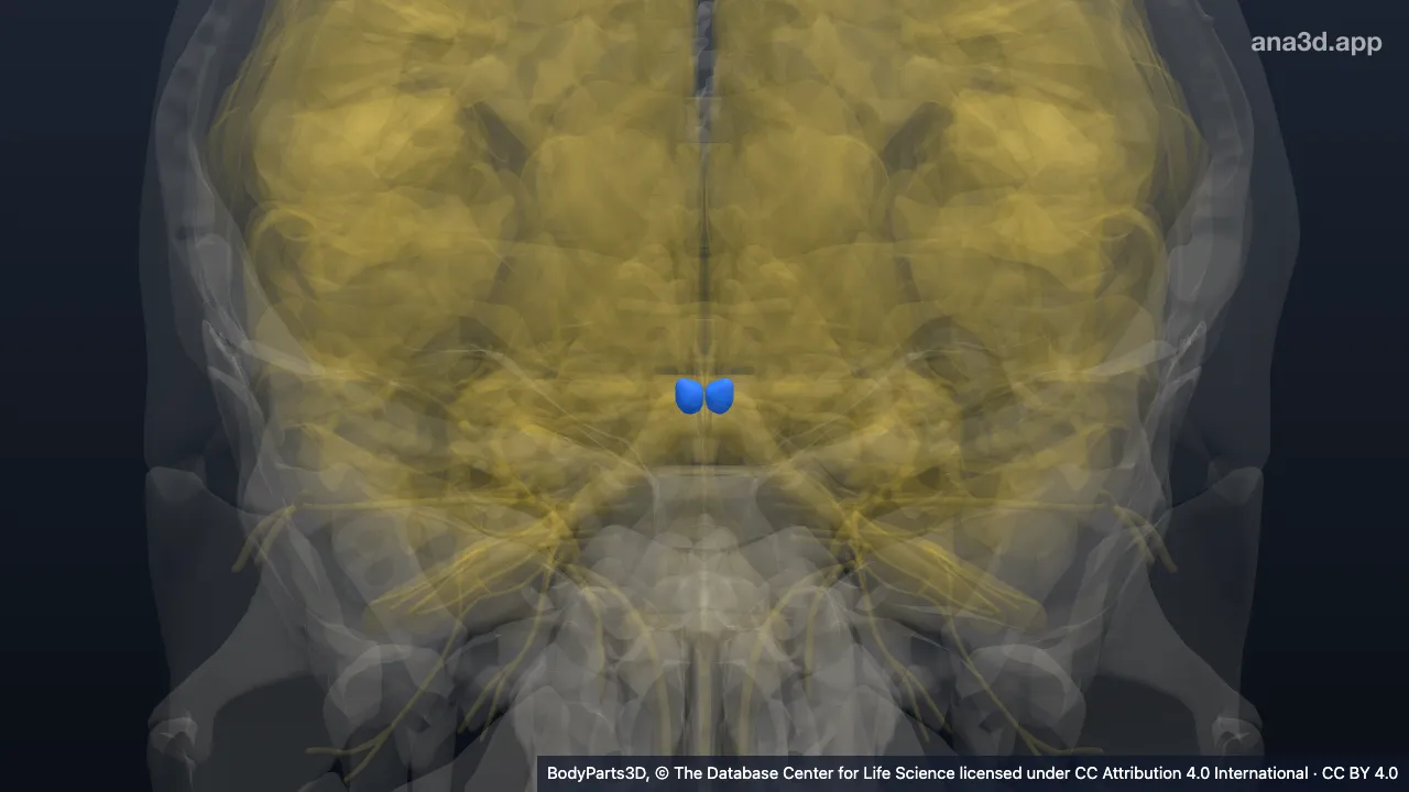 3D model: gray matter of hypothalamus