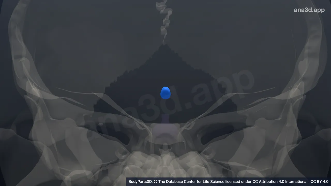 3D model: circumventricular organ of neuraxis