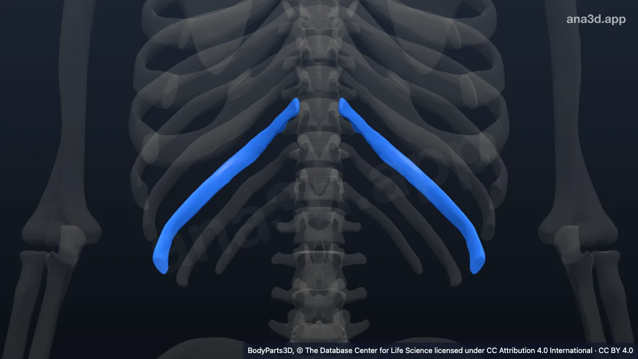 3D model: tenth rib