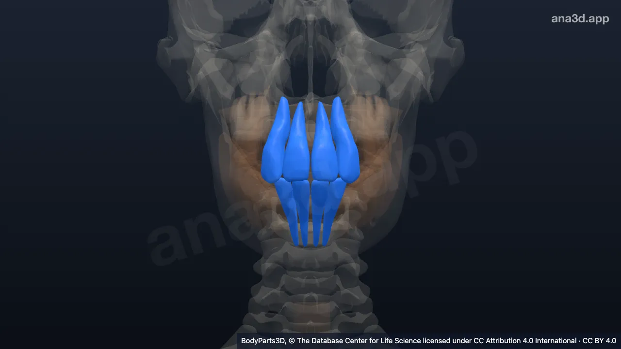 3D 模型：恒切牙
