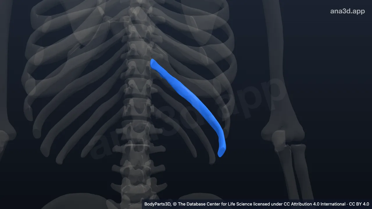 3D model: left tenth rib