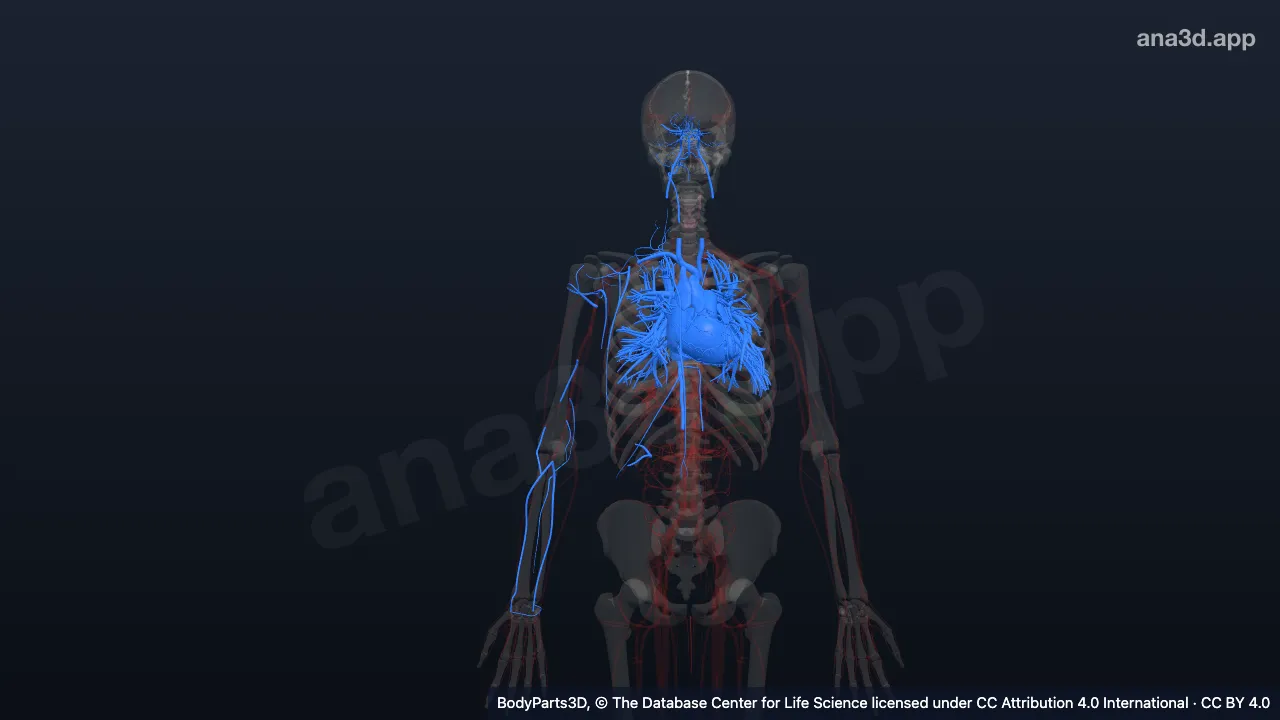 Model 3D: Kompartemen toraks