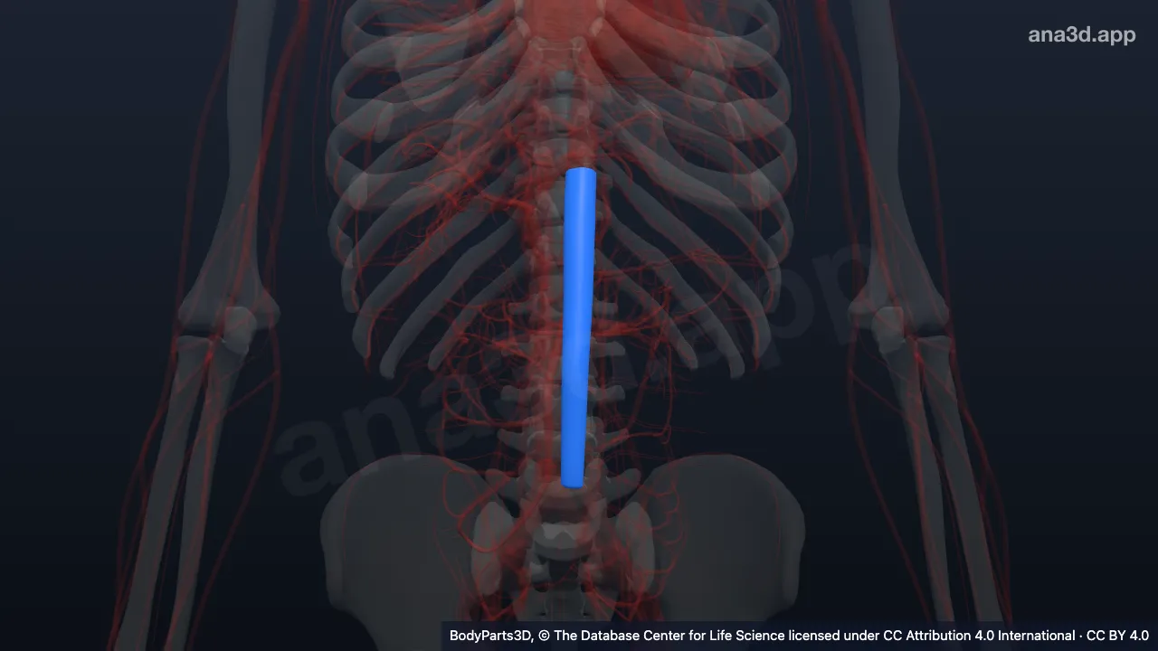 Modèle 3D : Compartiment de l'abdomen