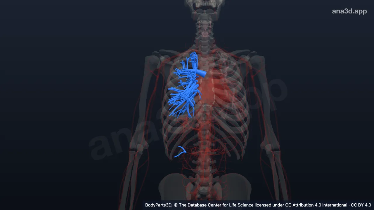 3D model: right pulmopleural compartment