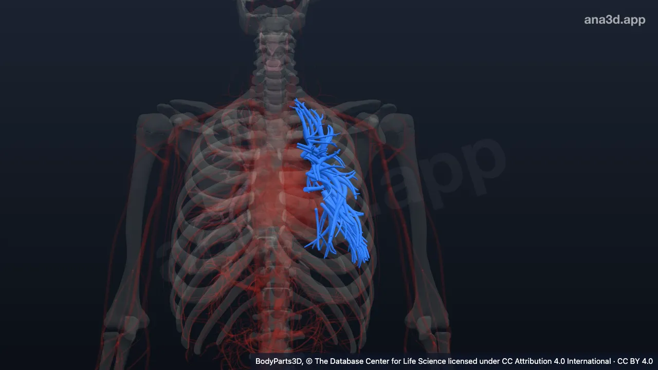 Modèle 3D : Compartiment pulmopleural gauche