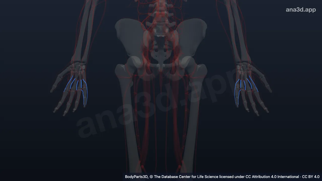3D model: proper palmar digital vein of little finger