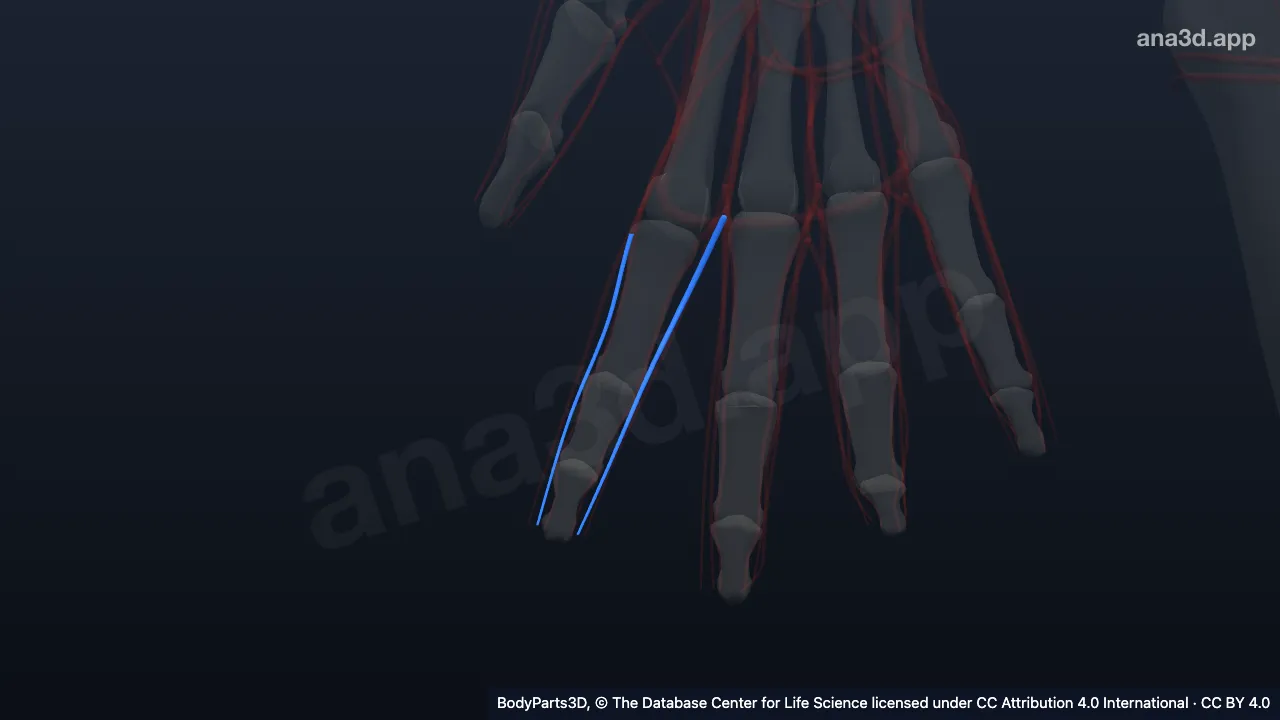 Modelo 3D: Vena digital palmar propia del segundo dedo de la mano derecha