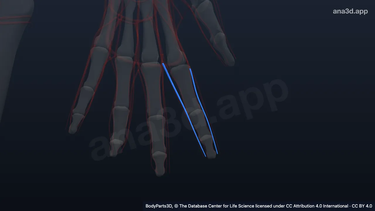 Model 3D: Vena digitalis palmaris propria jari telunjuk kiri