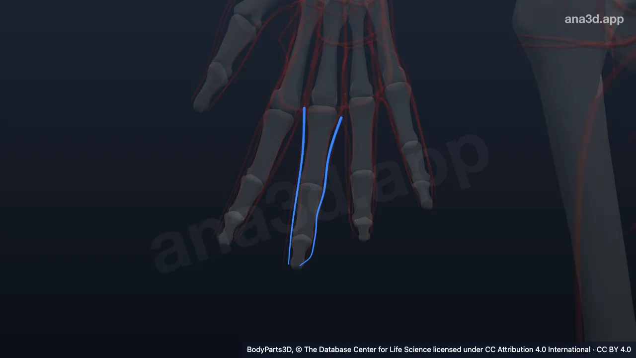 3D 模型：右中指指掌侧固有静脉