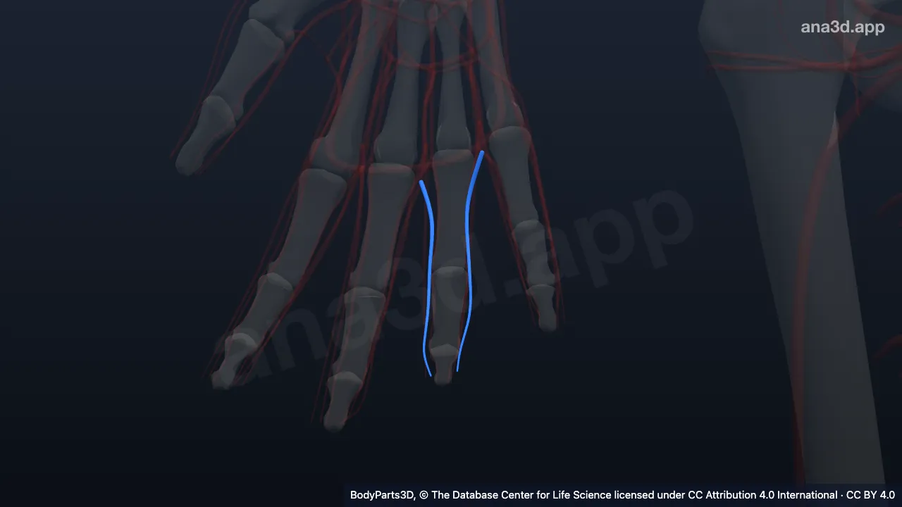 3D model: proper palmar digital vein of right ring finger