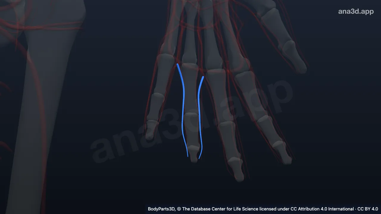 3D model: proper palmar digital vein of left ring finger