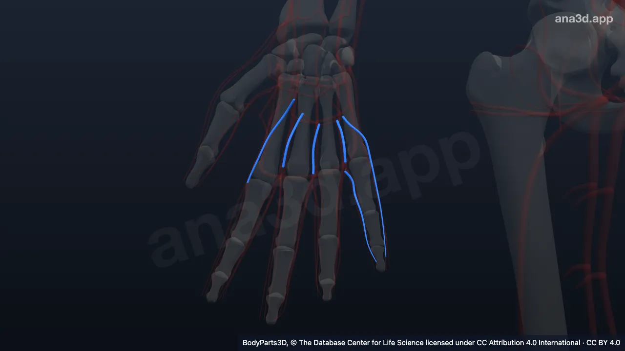 3D model: proper palmar digital vein of right little finger