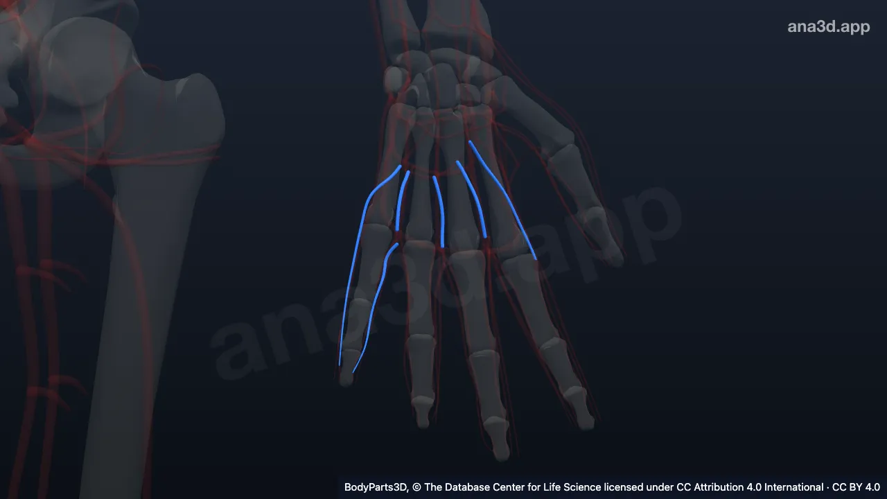Modelo 3D: Veia digital palmar própria do dedo mínimo esquerdo