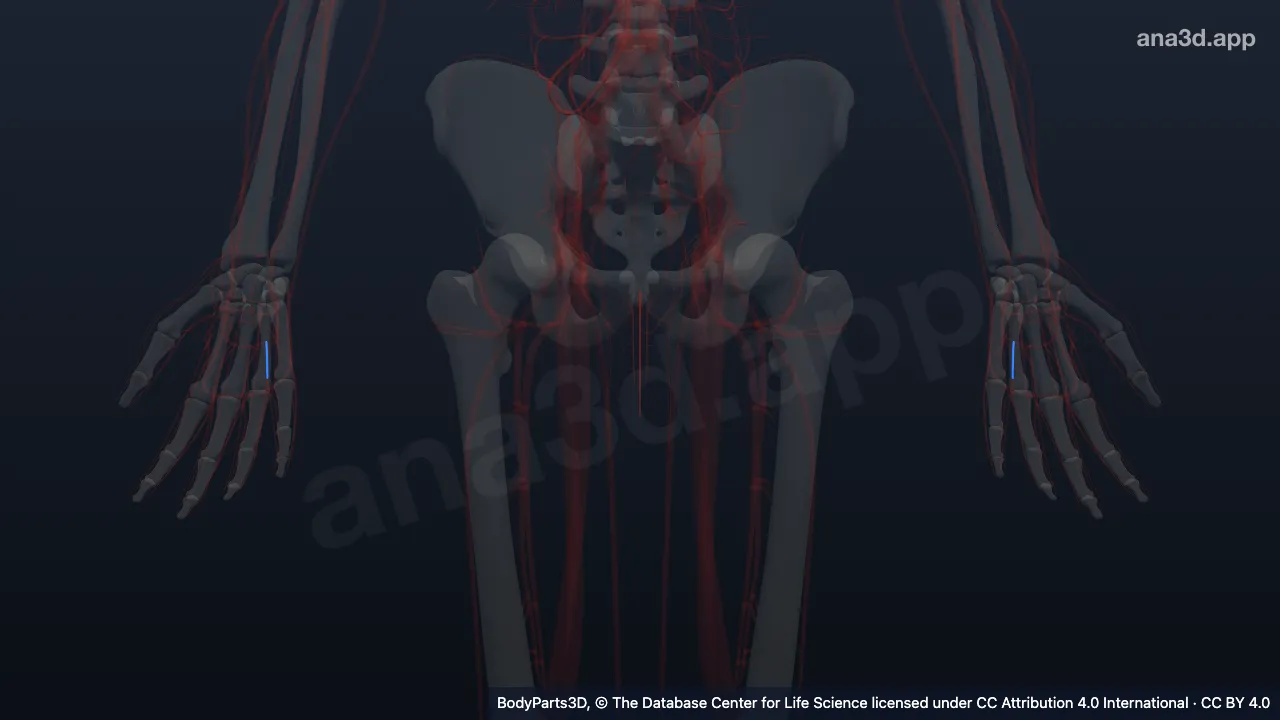 3D model: third common palmar digital artery