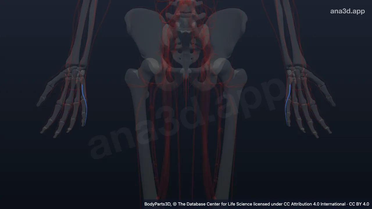 3D model: fourth common palmar digital artery