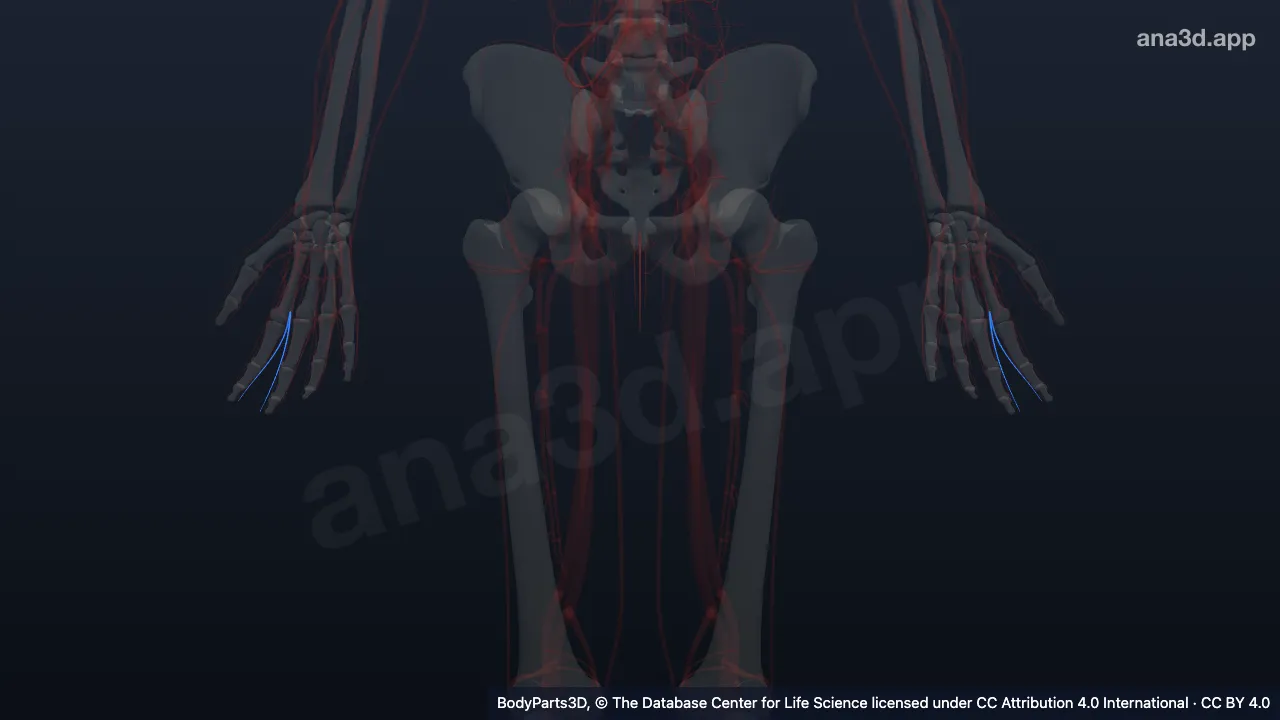 Modelo 3D: Rama de la primera arteria digital palmar común