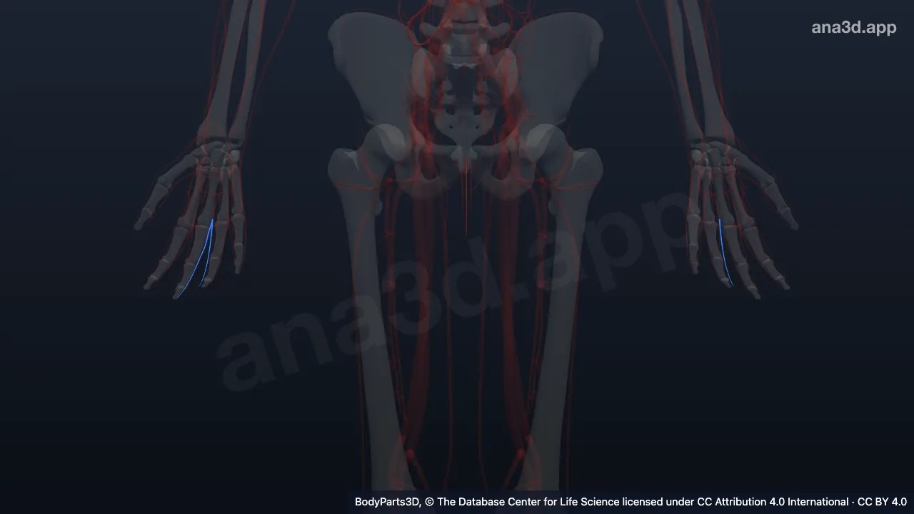 3D model: branch of second common palmar digital artery