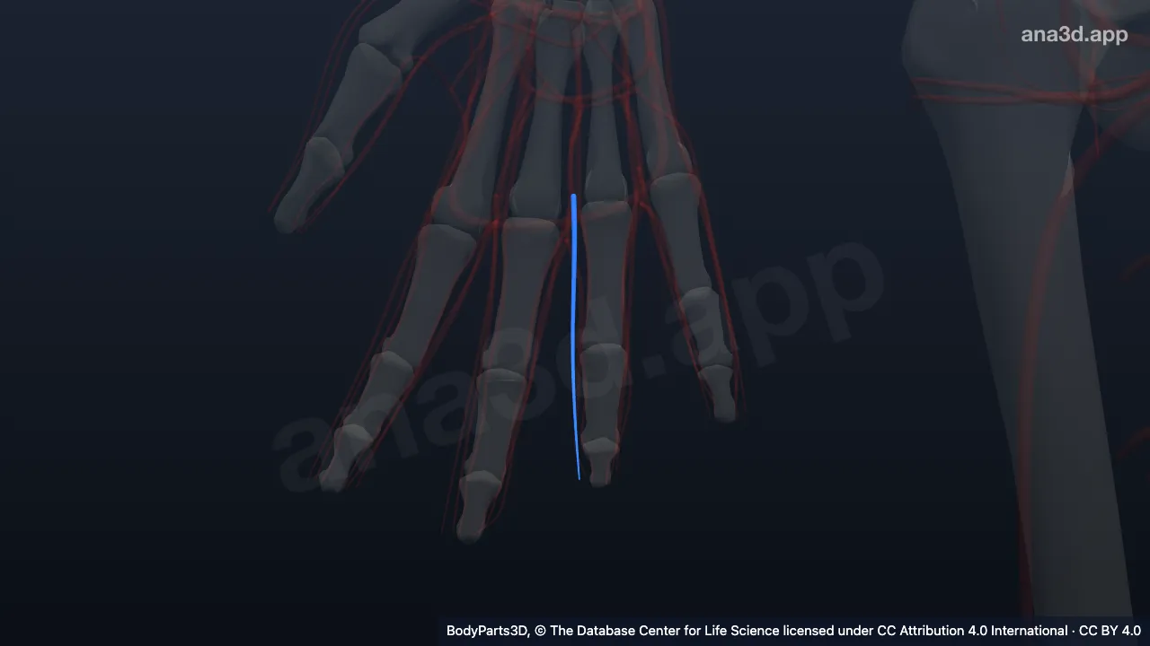 Modelo 3D: Arteria digital palmar propia lateral del dedo anular derecho