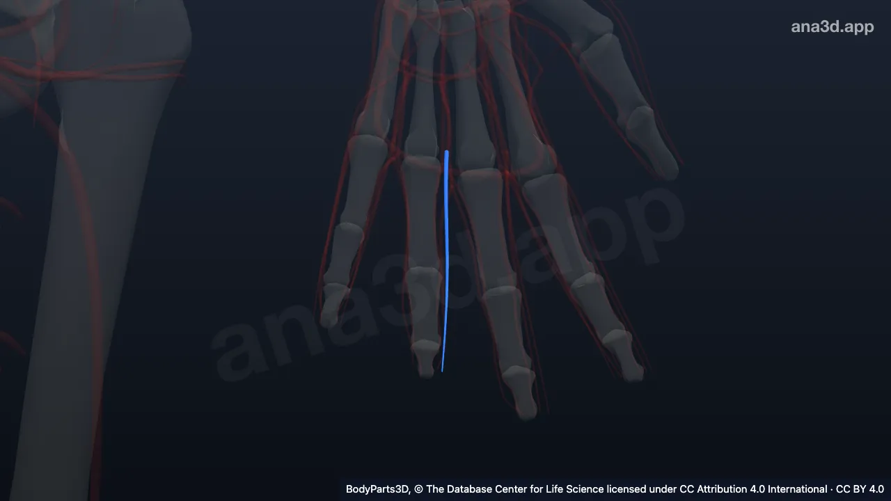 3D model: lateral proper palmar digital artery of left ring finger