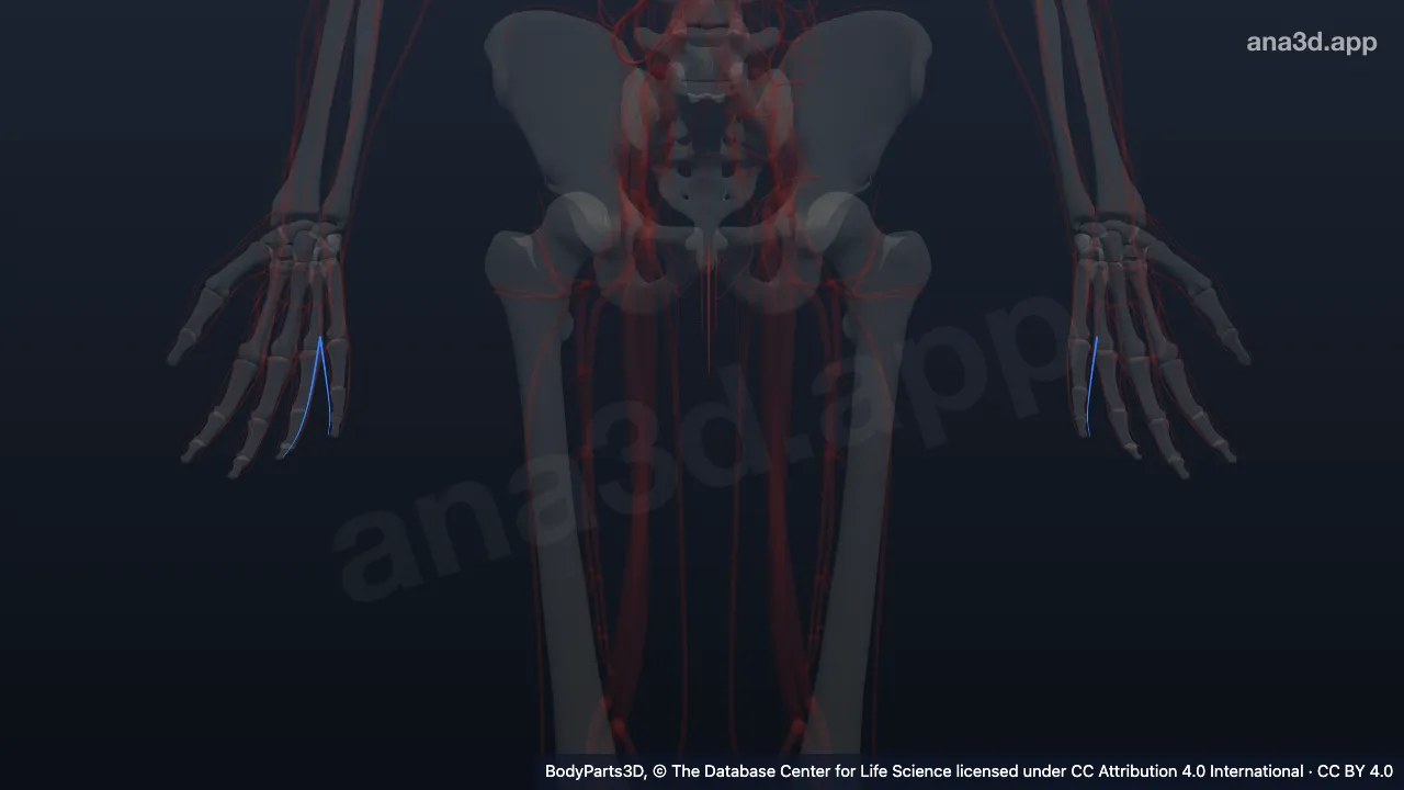 3D model: branch of third common palmar digital artery