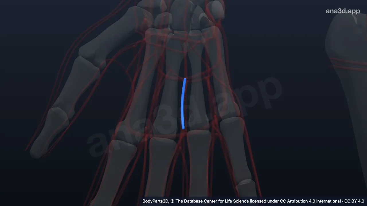 3D model: right second common palmar digital artery