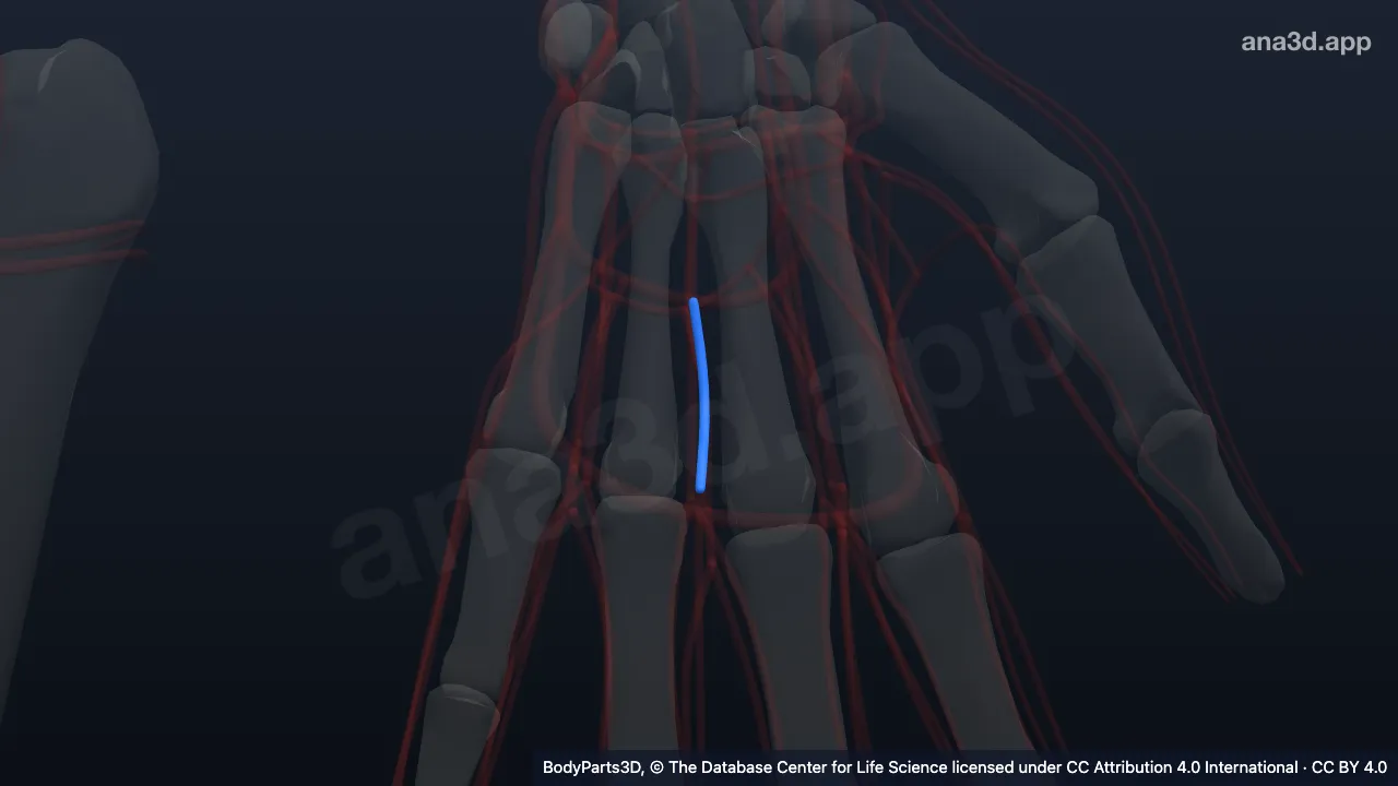 3D model: left second common palmar digital artery