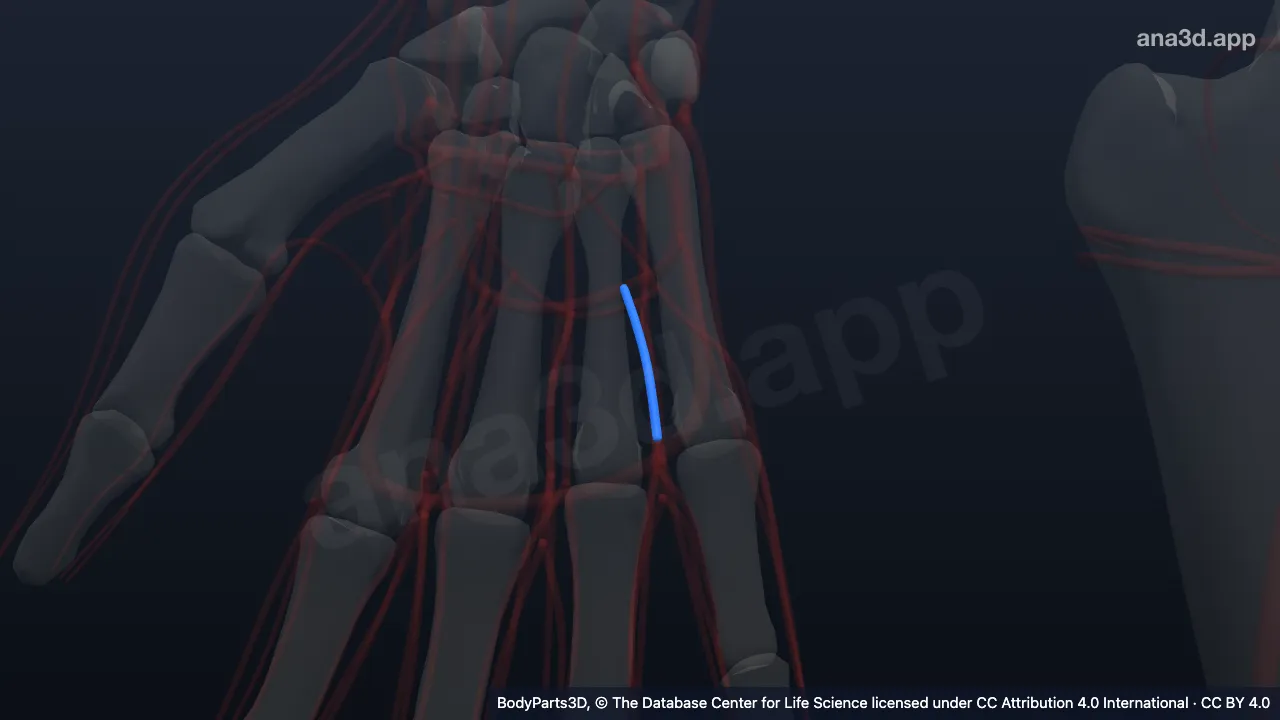 3D model: right third common palmar digital artery