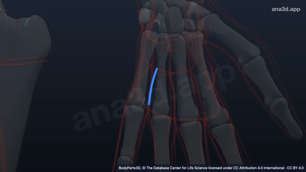 3D model: left third common palmar digital artery