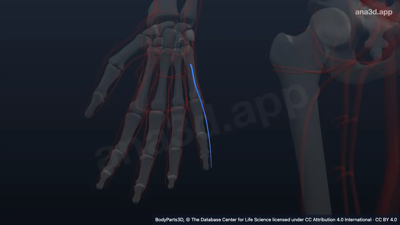 3D model: right fourth common palmar digital artery