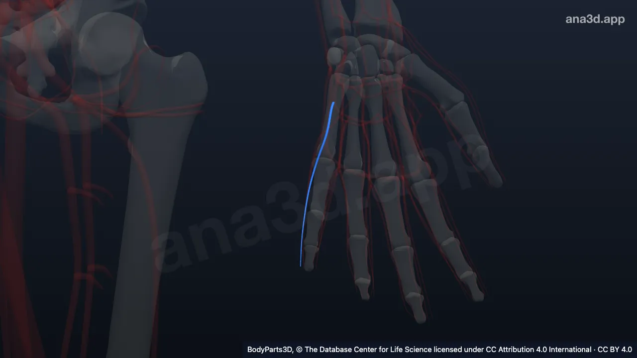 3D model: left fourth common palmar digital artery