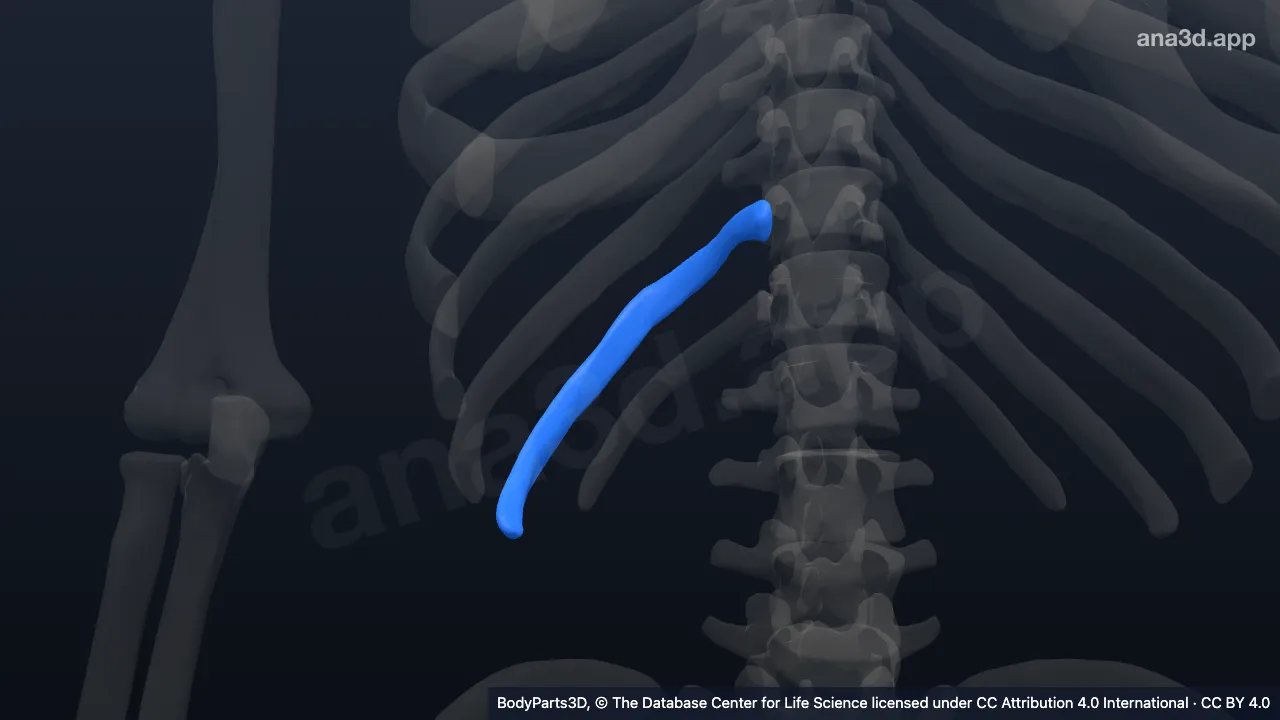 3D model: right eleventh rib