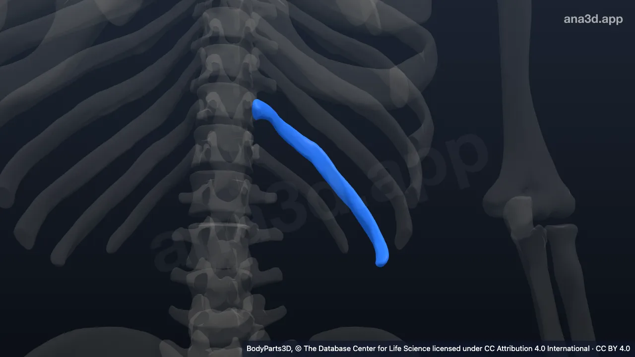 Modelo 3D: Undécima costilla izquierda