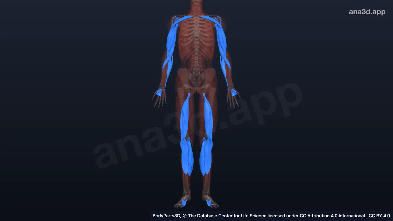 Modèle 3D : chef d'un muscle