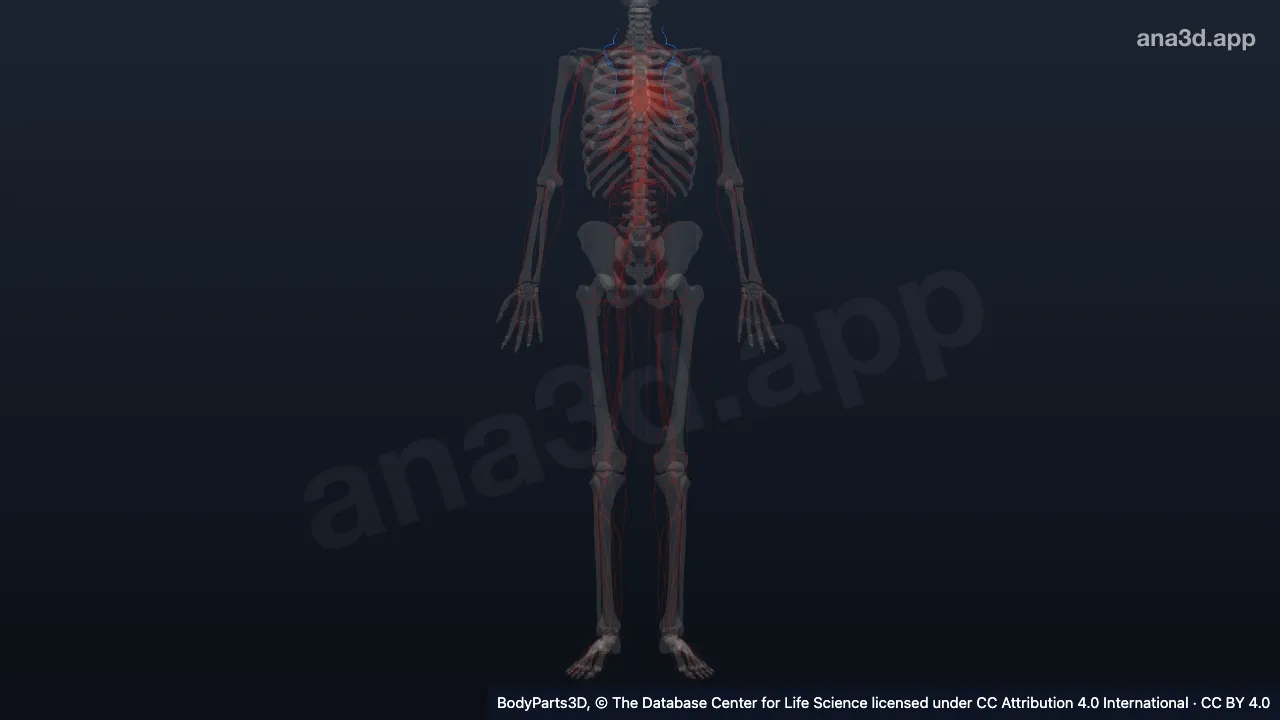 3D-Modell: Unterteilung der Arteria transversa cervicis