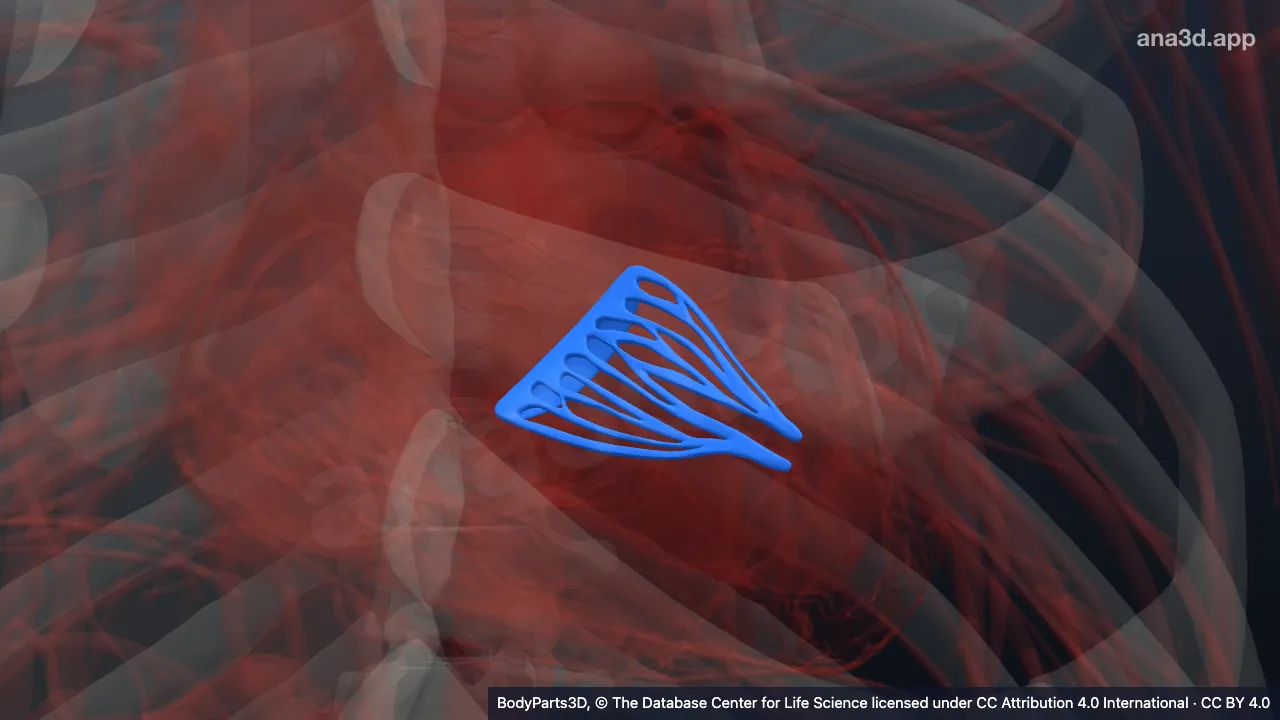 3D model: myocardial zone 4