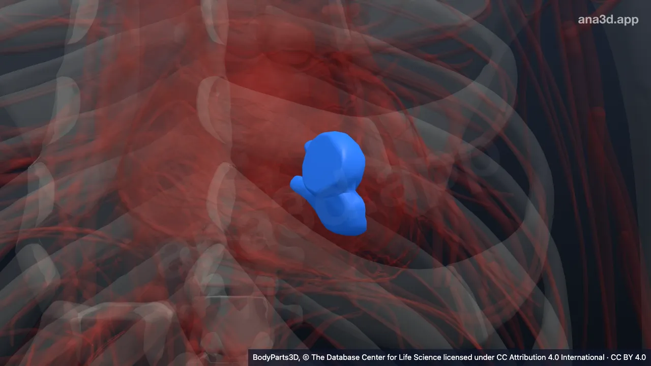 3D model: myocardial zone 12