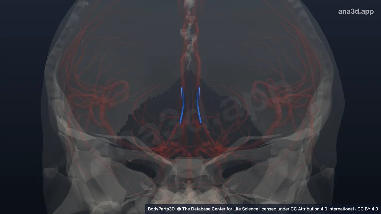Modelo 3D: Ramo da artéria corióidea posterior