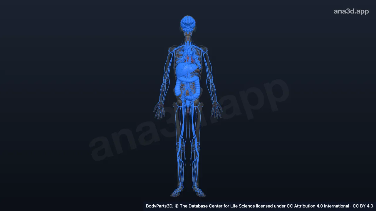 3D-Modell: Organsegment