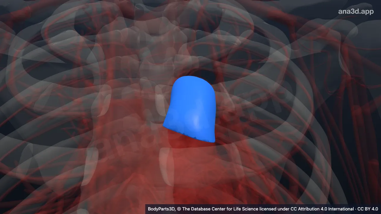 3D model: pulmonary arterial trunk