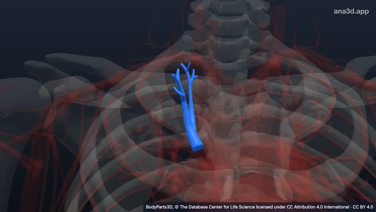 Modelo 3D: Arteria segmentaria apical derecha