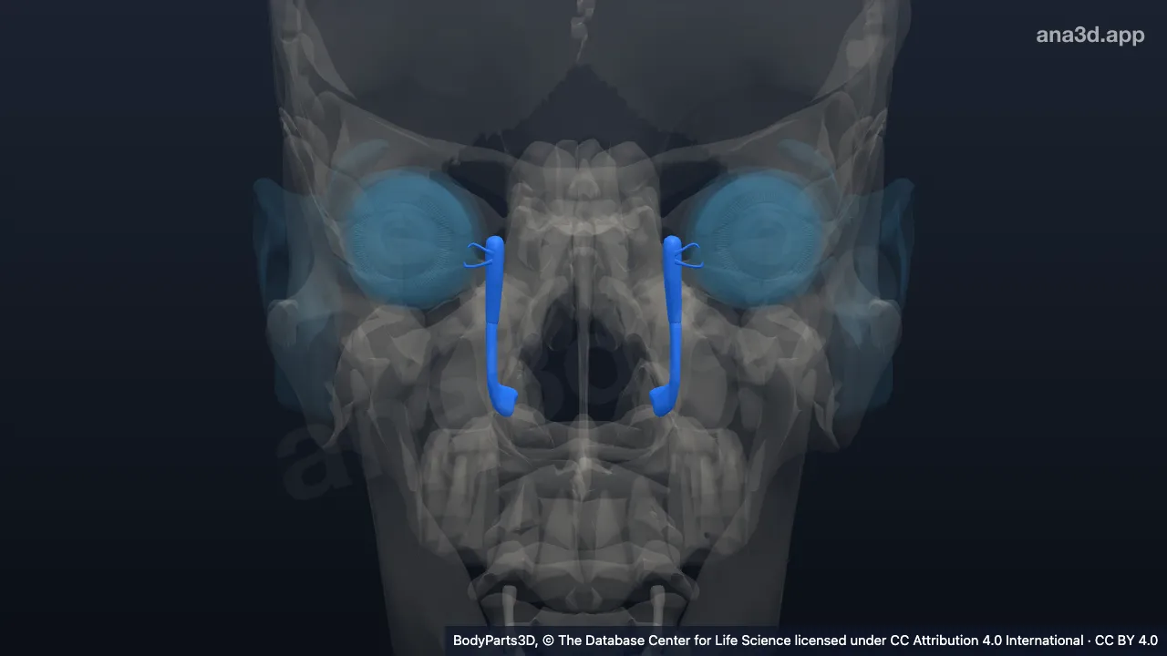 Modelo 3D: Segmento do ducto lacrimal