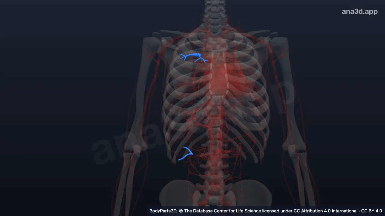 Model 3D: Arteri segmentalis anterior kanan