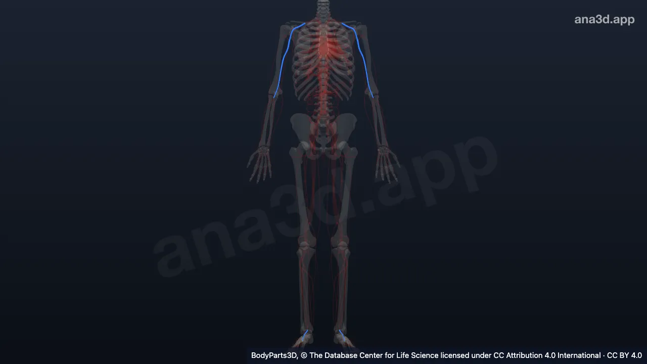 3D model: segment of systemic artery