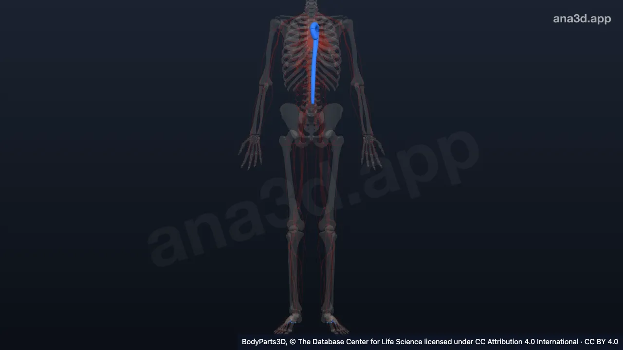 Modelo 3D: Segmento de tronco arterial