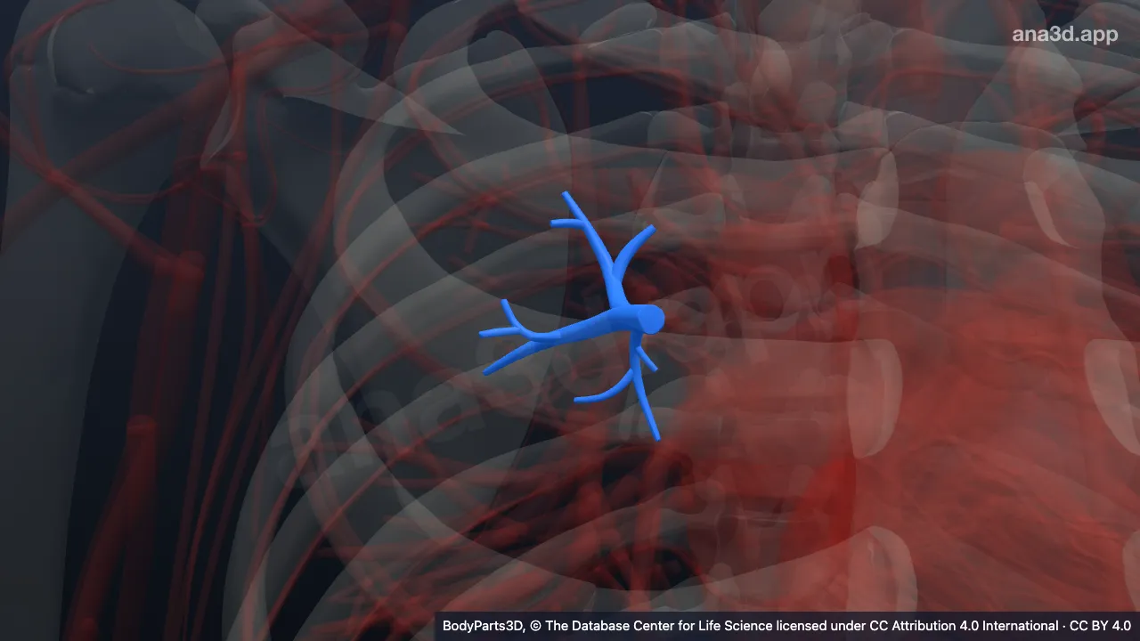 Modèle 3D : artère segmentaire supérieure de l'artère pulmonaire droite