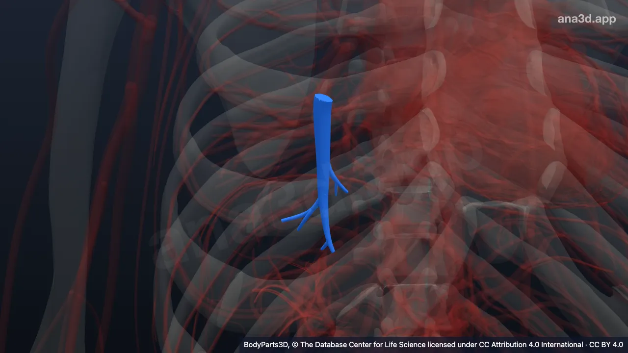 3D model: right posterior basal segmental artery